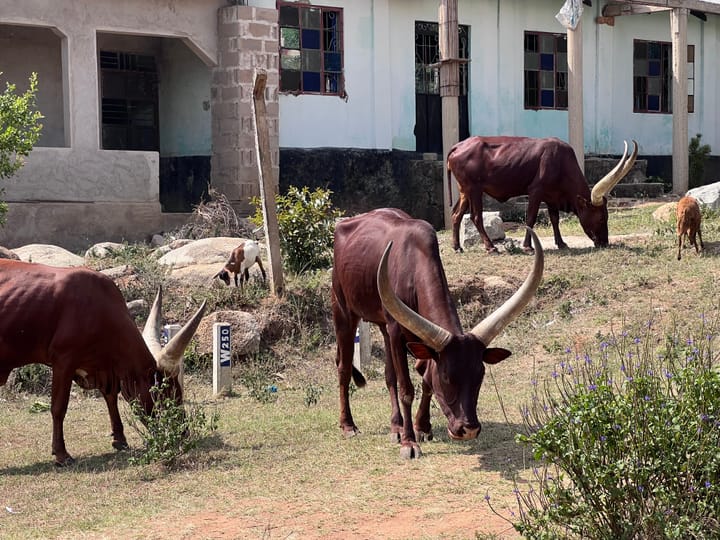 Das Sengerema-Journal