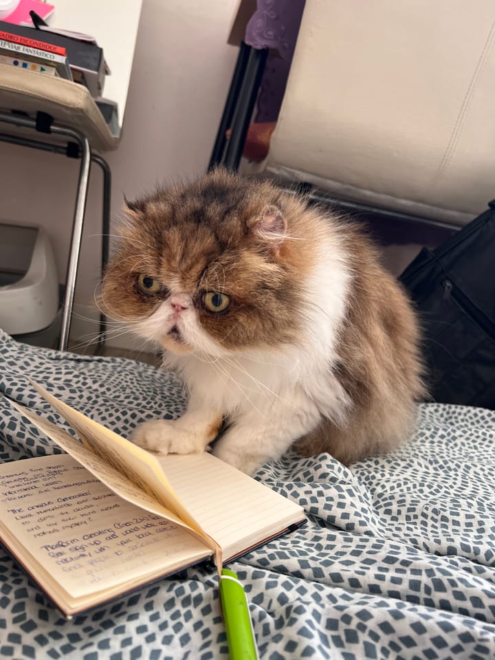 Valencia nach Ibiza - Glubschaugen und Vierbeiner